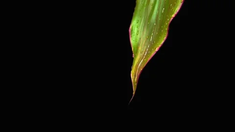 Water droplets rise up the leaf. Reverse shooting Vídeo Stock 159866307
