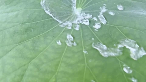 Water droplets rolling on lotus leaf nature Stock Footage 305981306
