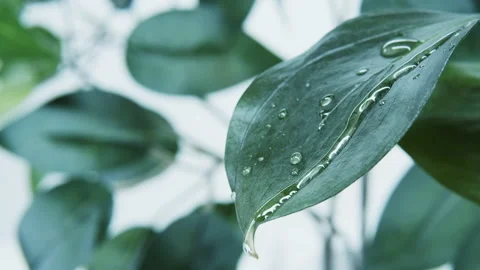 Water droplets run down the green leaf. Stock Footage 149737325