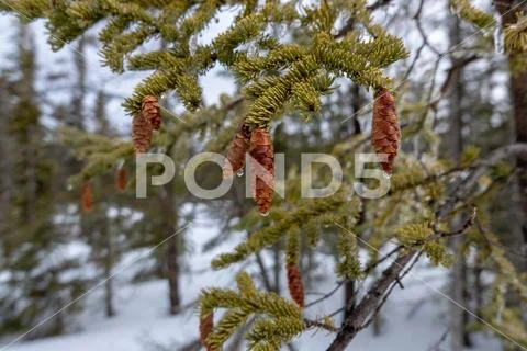 Water droplets running off spruce tree cones during spring thaw Stock Photos