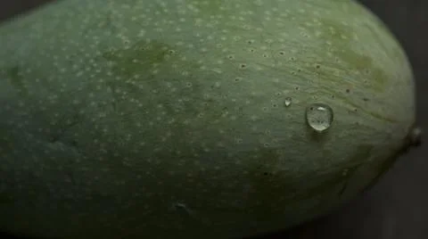 Water droplets settle on the surface of the green mango. Stock Photos