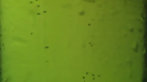 Water droplets sliding down a green beer bottle Stock Footage 342736941
