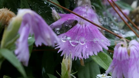 Water droplets on spider web Stock Footage 126743974