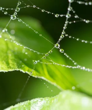 Water droplets on a spider web in nature Foto stock