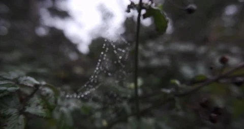 Water droplets on spider web in tree branches after rain storm Stock Footage 118232329