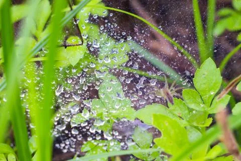 Water droplets on a spider's web Foto stock