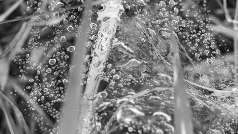 Water droplets on a spider's web Stock Photos