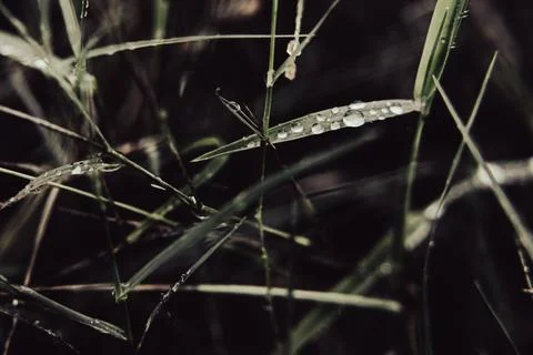Water droplets on the surface of the grass Stock Photos