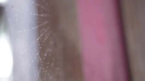Water droplets on top of cobweb Stock-Footage 84913974