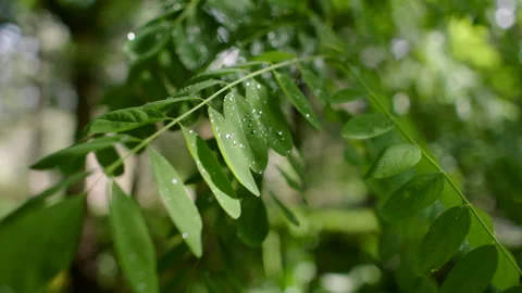 Water droplets on Tree Leaf , Hans Heysen Cedars, South Australia Stock Footage 236334624