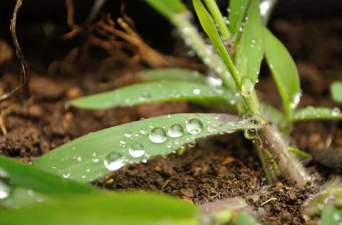 Water droplets using a leaf slide Stock Photos
