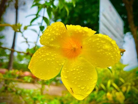 Water droplets on yellow flowers Stock Photos