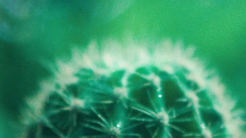 Water dropping on green cactus rack-focus Video stock 274688087