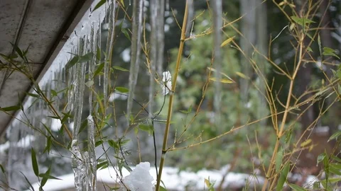 Water dropping off Icicles with bamboo2 Stock Footage