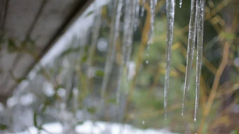Water dropping off Icicles Stock Footage 73307697
