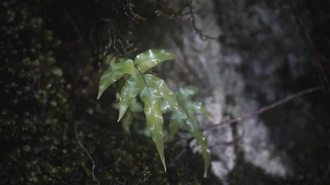 Water dropping on leaf Stock Footage 91914383