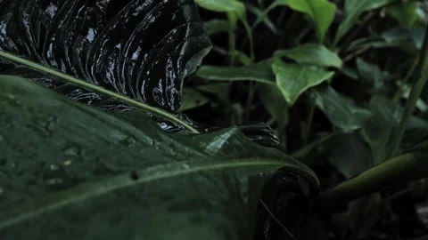 Water dropping on the leaf Stock Footage 262670829