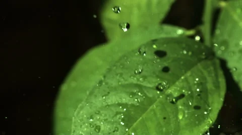 Water dropping on leaf in slow motion Stock Footage 55113094