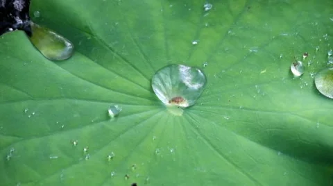 Water dropping on lotus leaf Stock Footage 51803915