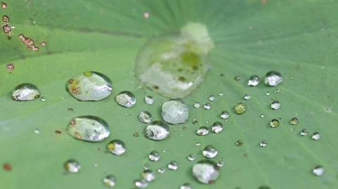 Water dropping on lotus leaf Stock Footage 65773864