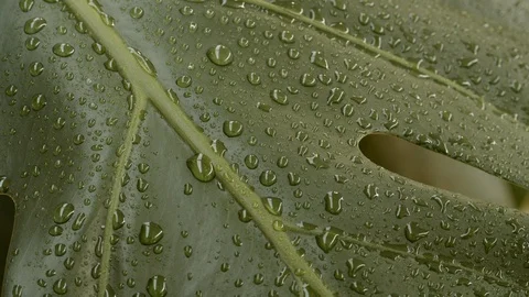 Water dropping off of plant Video stock 107812699