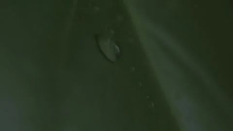 Water Dropping From Plant Leaf. Stock Footage 151794238