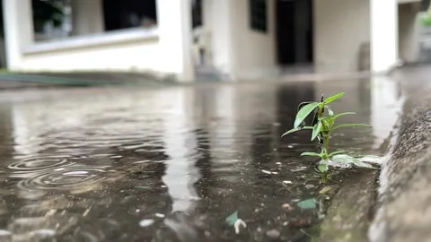 Water dropping slow motion on ground near plants raining day at home garden Video stock 248818183