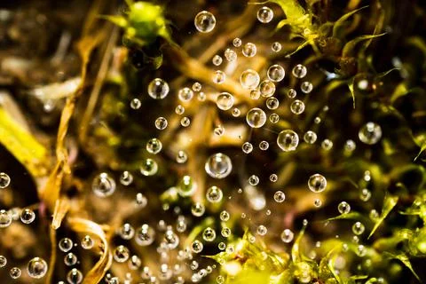 Water dropplets on spider web in the grass Stock Photos