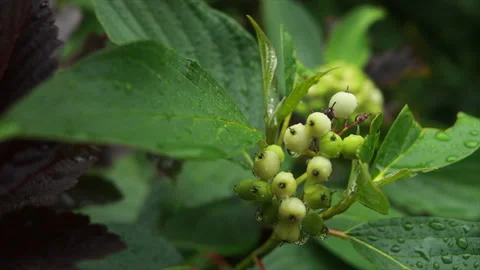 Water drops after rain on bright green leaves Stock Footage 206440964