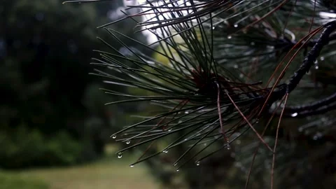 Water drops after rain on pine needles Stock Footage 162726247