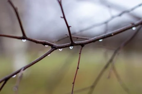 Water drops after rain on tree branches with a blurred background. Stock Photos