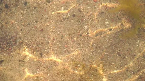 Water drops and caustics on the surface of the water Stock Footage 157228448