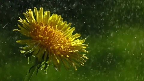 Water drops are flying over flowering dandelion in slow motion. Vídeos de archivo 76488110
