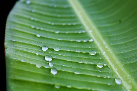 Water drops on banana leaf background nature. 스톡 사진