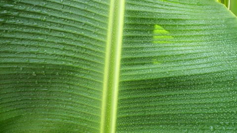 Water drops on banana leaf Stock Footage 251338083