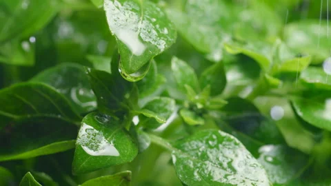 Water drops from basil leaf in the garden. Slow motion. Stock Footage 96000215
