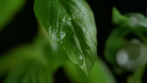 Water drops on basil leaf. Slow Motion. Stock Footage 87232924
