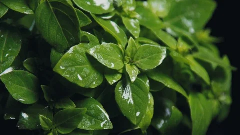 Water drops on basil leaves closeup slow motion. Stock Footage 112645034