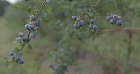 Water Drops on Blueberries Stock Footage 200846912