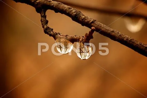 Water drops on branch Stock Photos