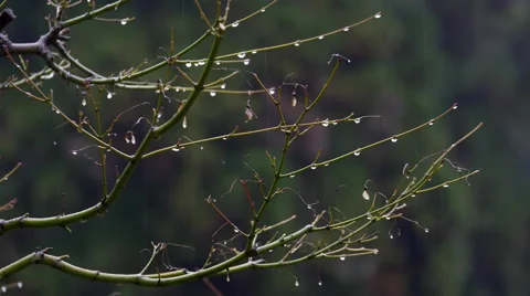 Water Drops on Branches at Buddhist Temple in Japan Stock Footage 45652206