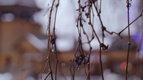 Water drops on the branches. Stock Footage 73916052