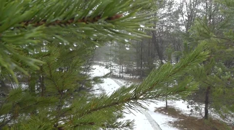 Water drops on the branches of a pine Stock Footage 45882604