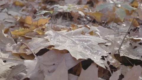 Water drops on brown leaf. Stock Footage 151156648