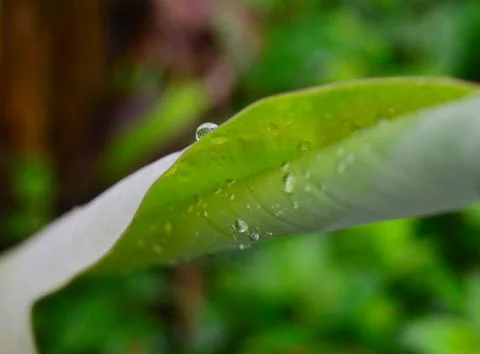 Water drops on a budding banana leaf. The banana leaf while budding is very t Stock Photos