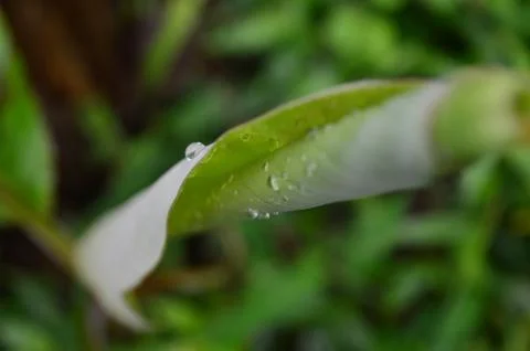 Water drops on a budding banana leaf. The banana leaf while budding is very t Stock Photos