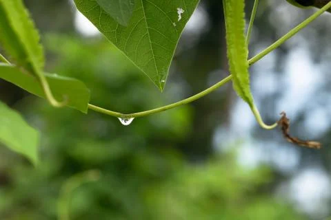 Water drops on a bunch Stock Photos