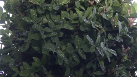 Water drops on the buzz 스톡 동영상 78021874