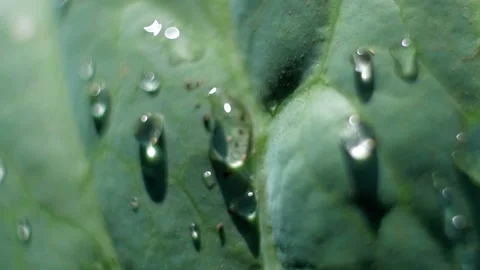 Water drops on cabbage 스톡 동영상 93146613