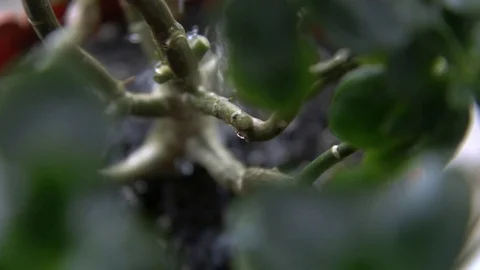 Water drops cascade from green leaves during heavy rain Stock Footage 71971887